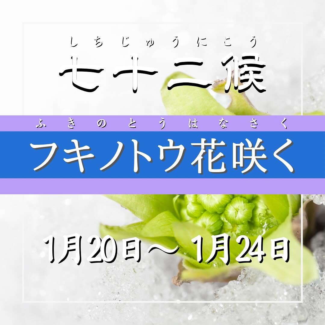七十二候】フキノトウ花咲く | 【公式】和菓子・洋菓子のきさらぎ